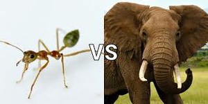 The Ant and The Elephant.